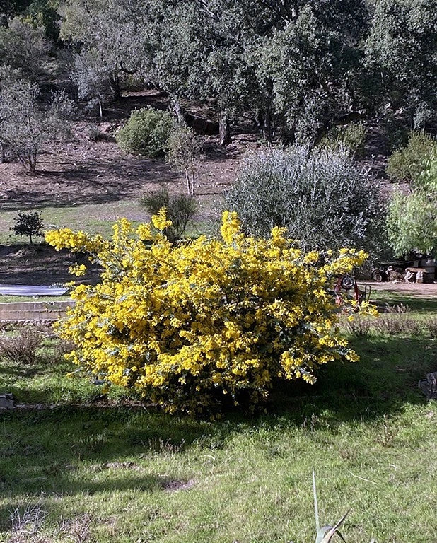 Small yellow flowering Chocolate Mimosa tree in a garden with trees and grass in the background. (Acacia baileyana var. purpurea)