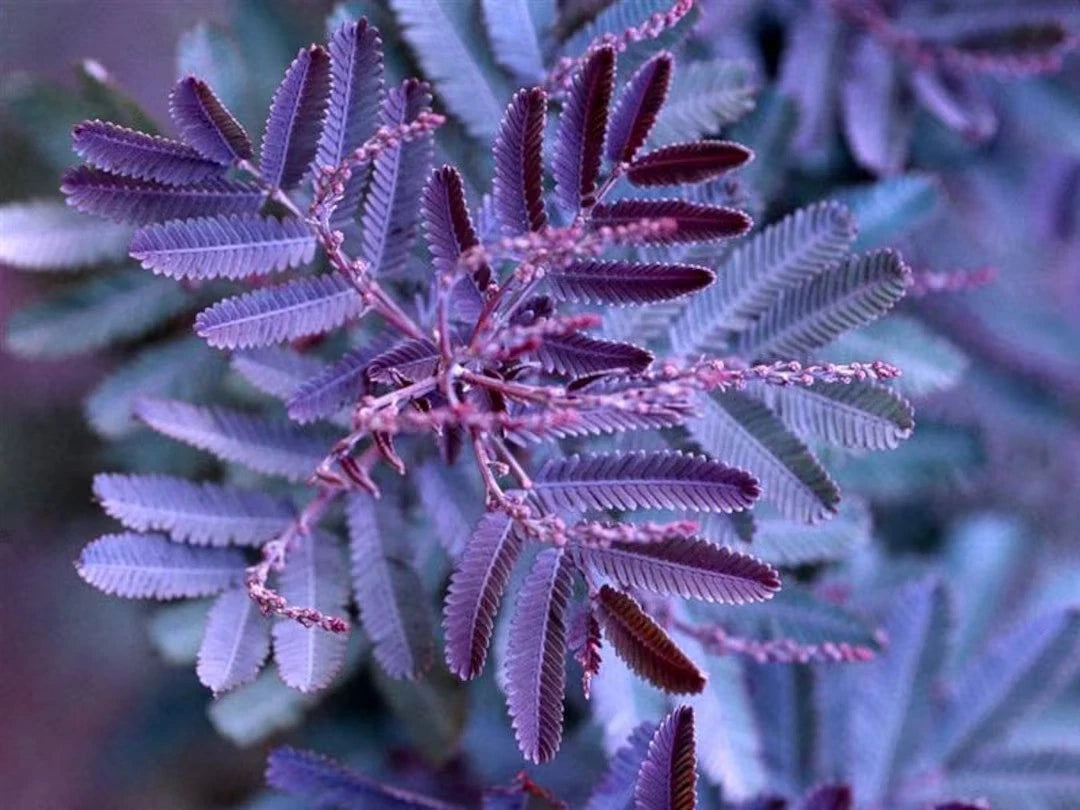 Close-up of a purple Chocolate Mimosa acacia flower with a blurred background