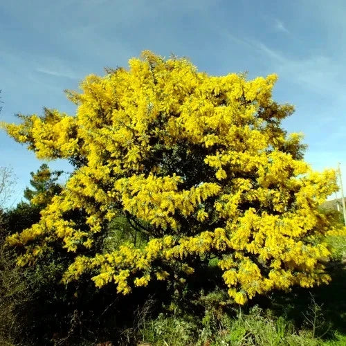Chocolate Mimosa Tree with bright yellow flowers against a clear blue sky