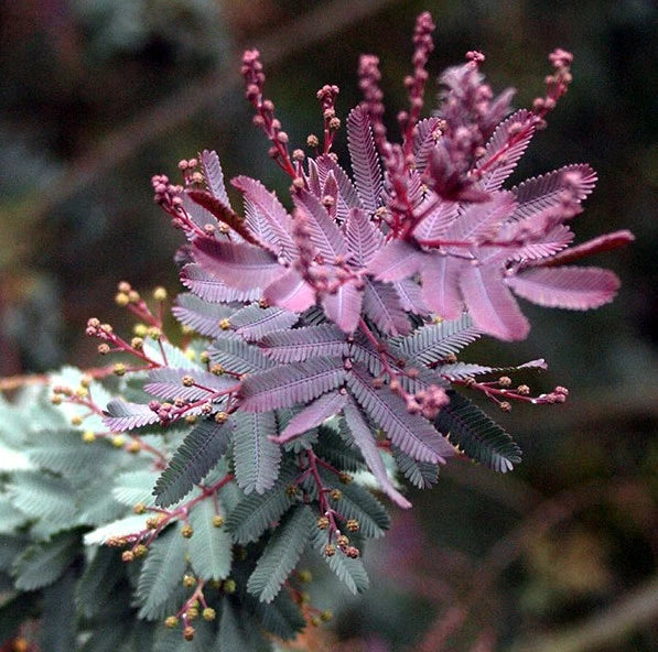 Close-up of a purple and green Chocolate Mimosa tree plant with a blurred background