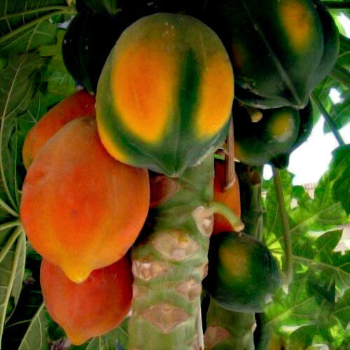 Carica Caribbean Red Lady Papaya fruit hanging from a tree with green leaves.