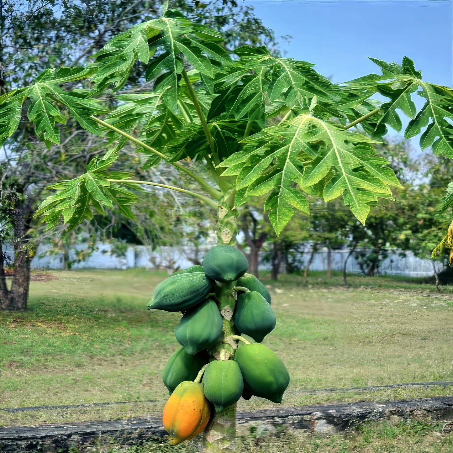 Dwarf Hawaiian Solo Sunrise Papaya tree with green papayas and one orange papaya on a grassy field.