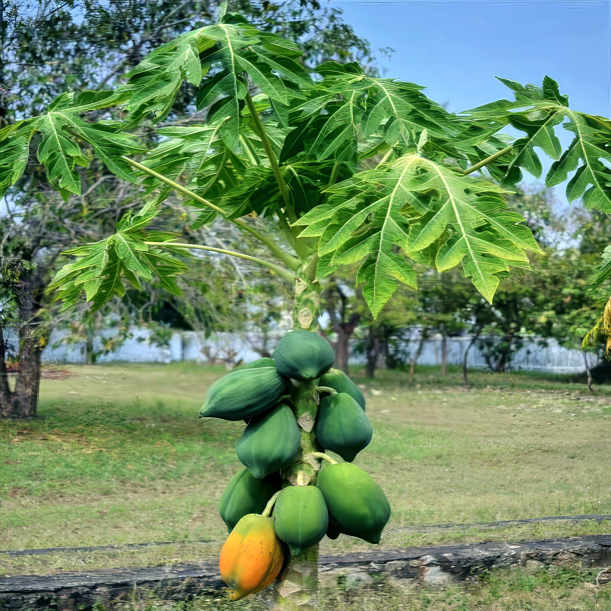 Dwarf Hawaiian Solo Sunrise Papaya tree with green papayas and one orange papaya on a grassy field.