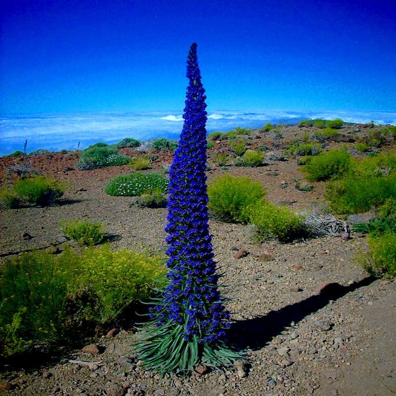 Tall blue Pride of Madeira flower in a desert landscape with clear blue sky. Blue Tower of Jewels, (Echium fastuosum)