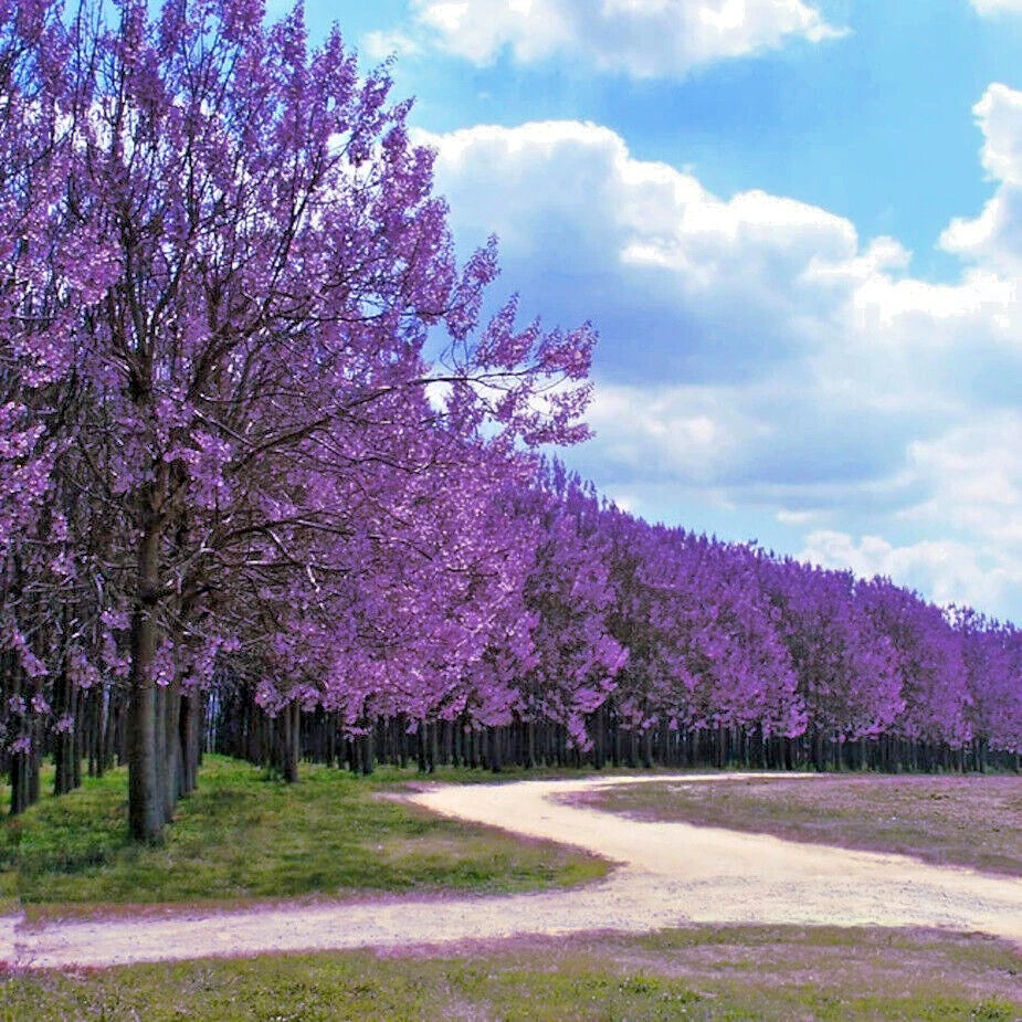 Row of purple Royal Empress flowering trees along a dirt path under a blue sky with clouds. (Paulownia tomentosa)