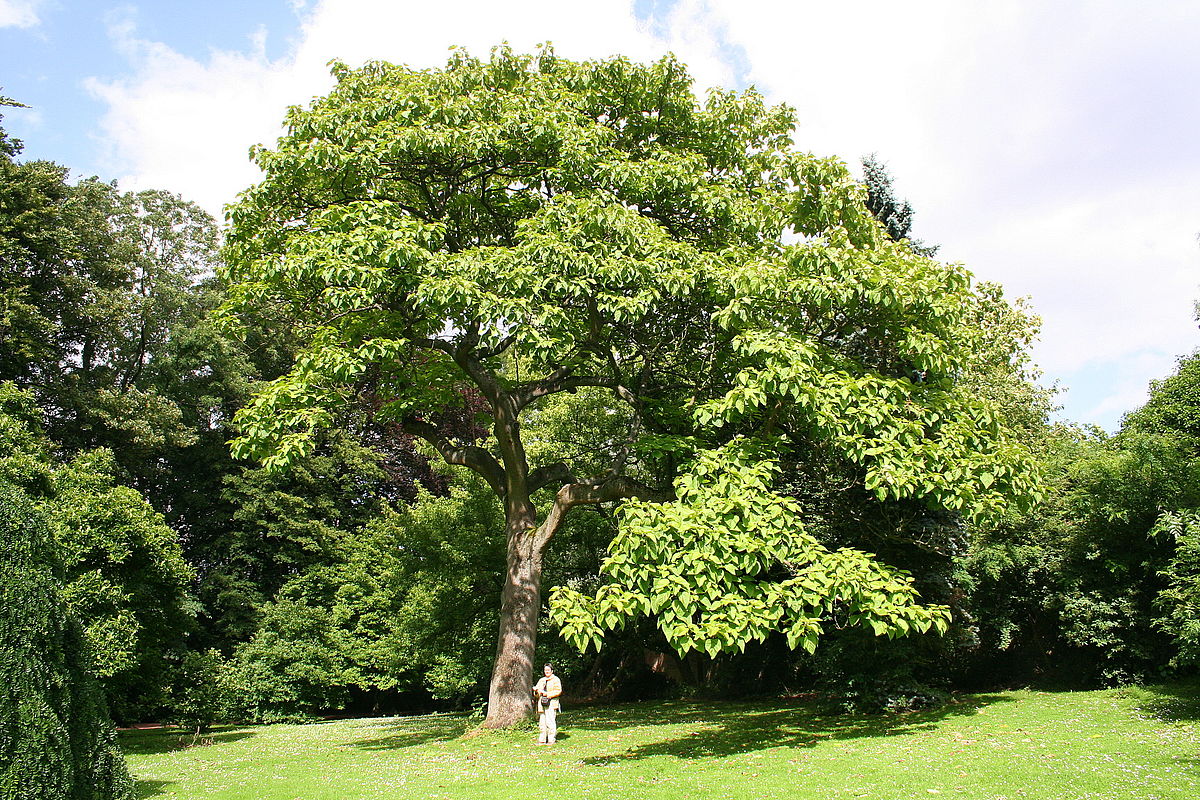 Large Common American persimmon fruit tree with person standing under it's large green leaves and branches. (Diospyros virginiana)