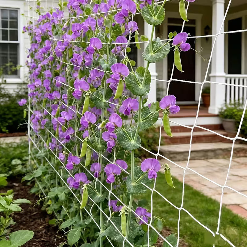 Purple flowering peas climbing up a white garden trellis in a backyard garden, with a house porch visible in the background.