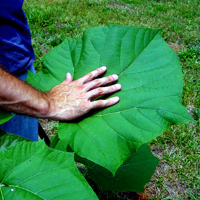 Hand placed on a large green Paulownia tomentosa tree leaf with grass in the background