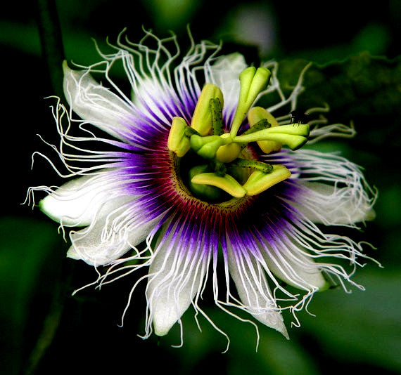 Close up of purple passion flower with dark green background. 