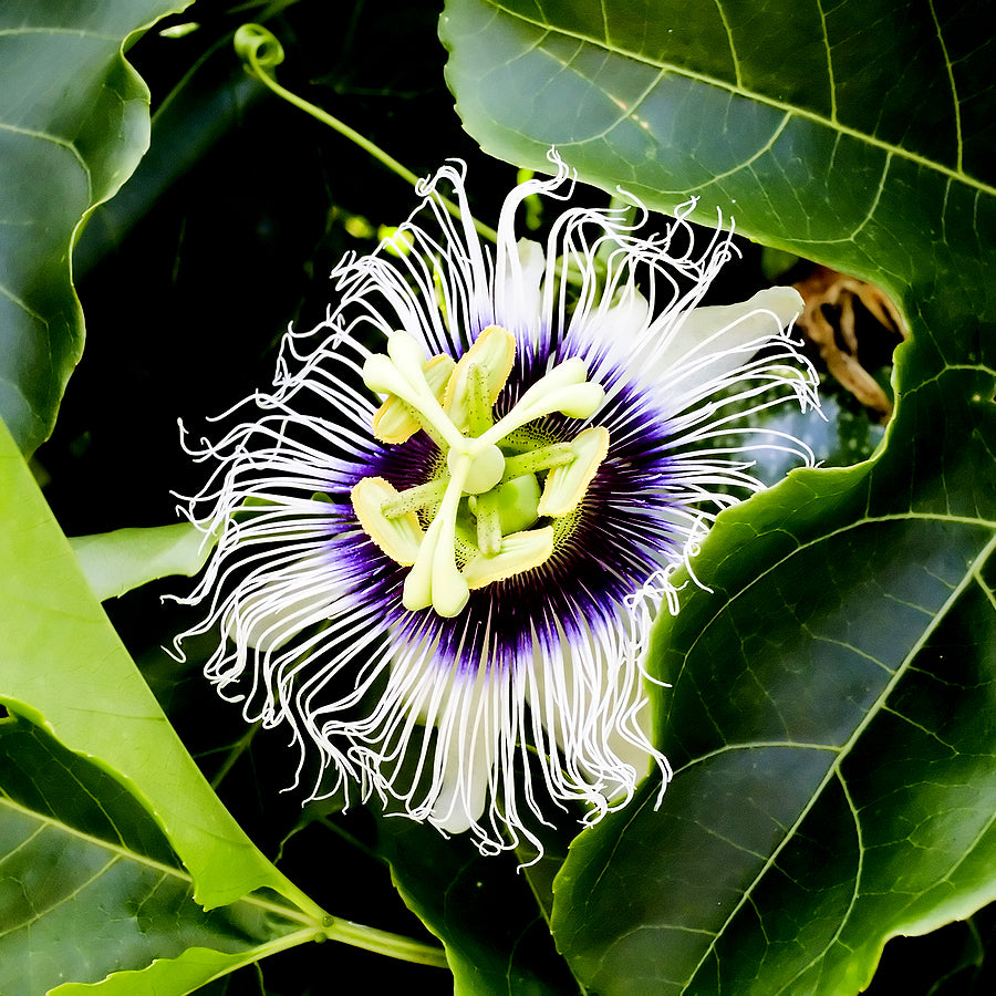 Close up of Purple passion flower surrounded by green leaves. 