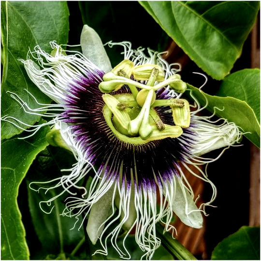 Close up view of Purple passionfruit flower with green leaves in background.