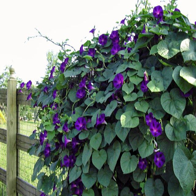 Vine with purple morning glory flowers and green leaves against a white background