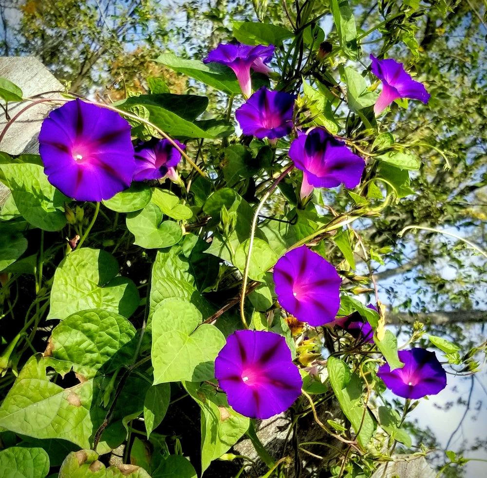 Purple morning glory flowers with green leaves in a natural setting. ‘Grandpa Ott’ (Ipomoea purpurea)