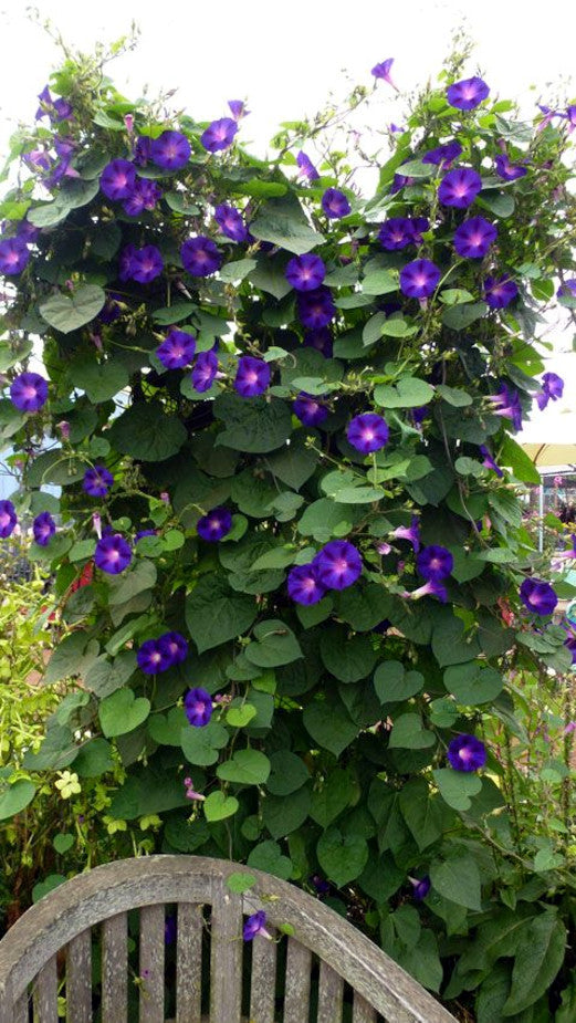 Vine with purple morning glory flowers and green leaves growing over a wooden bench.