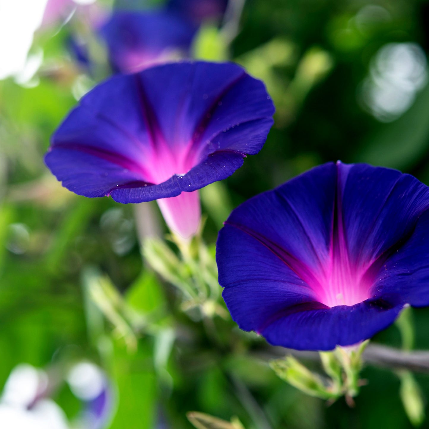 Close-up of two purple morning glory flowers with a blurred green background. ‘Grandpa Ott’ (Ipomoea purpurea)