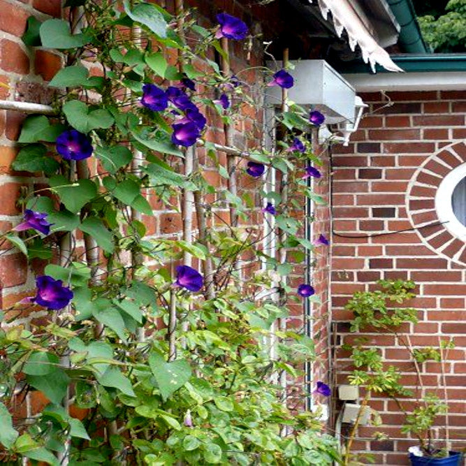 Purple Morning Glory flowers climbing a trellis against a brick wall