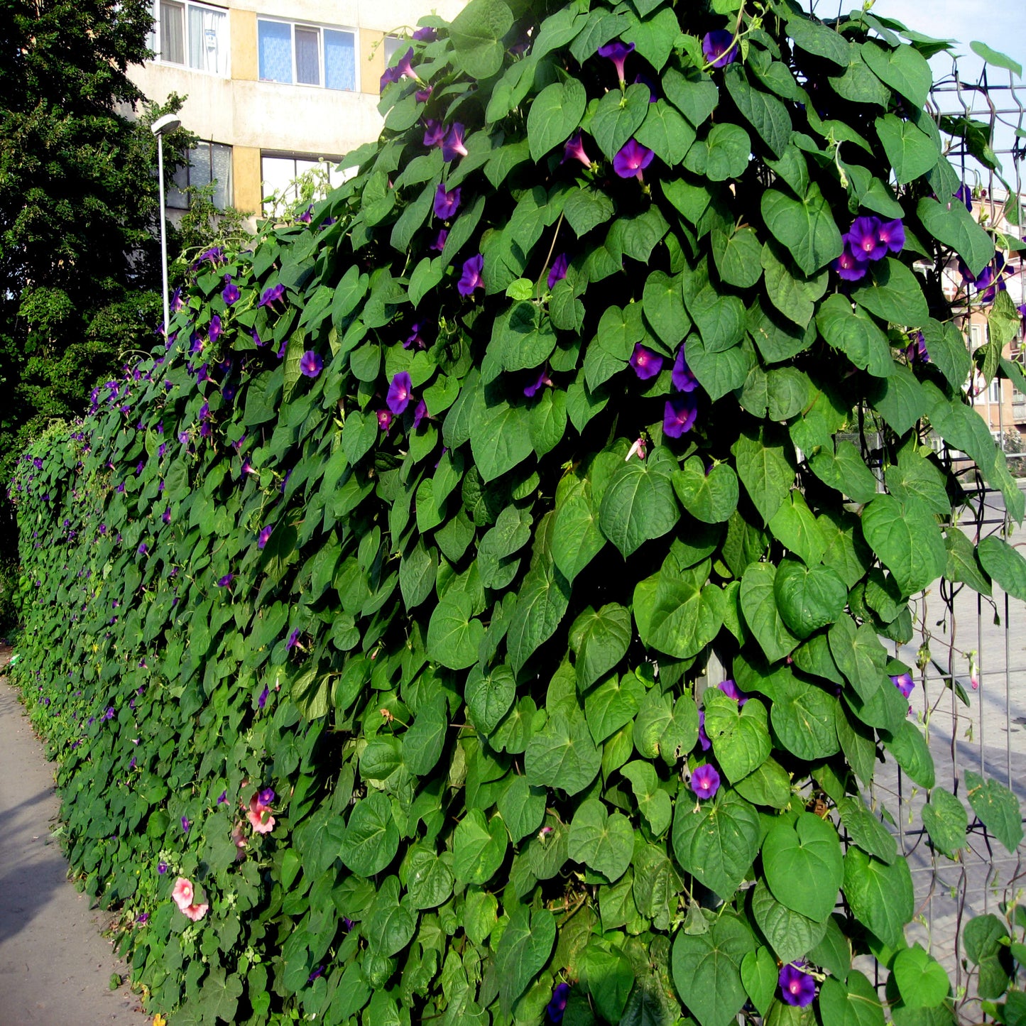 Vine with purple Morning glory flowers growing on a wall in an urban setting. ‘Grandpa Ott’ (Ipomoea purpurea)