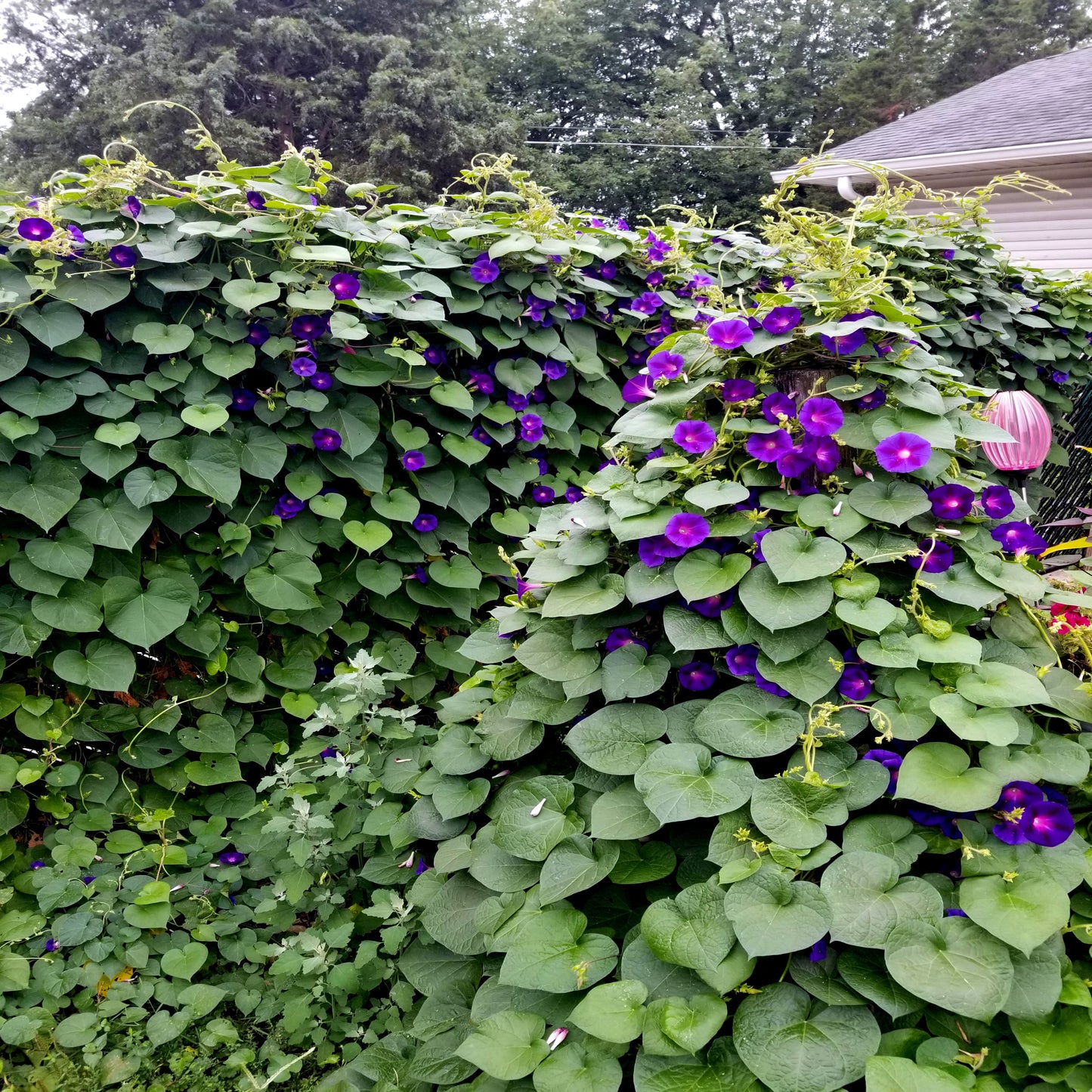 Vine with purple Morning glory flowers and green leaves in a garden setting