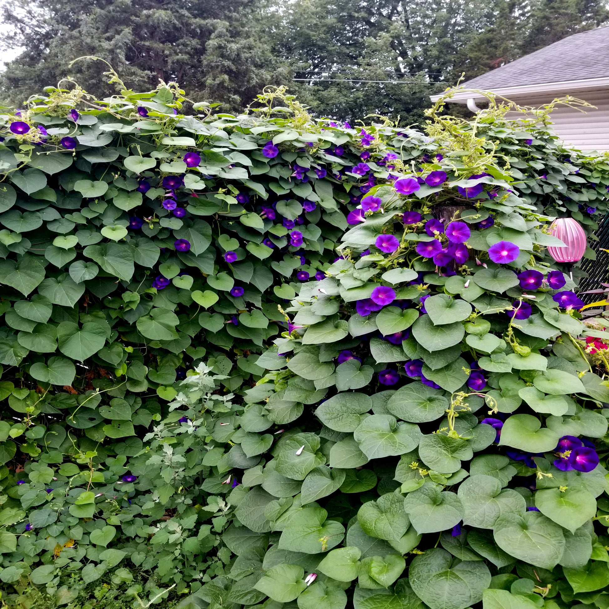 Vine with purple Morning glory flowers and green leaves in a garden setting
