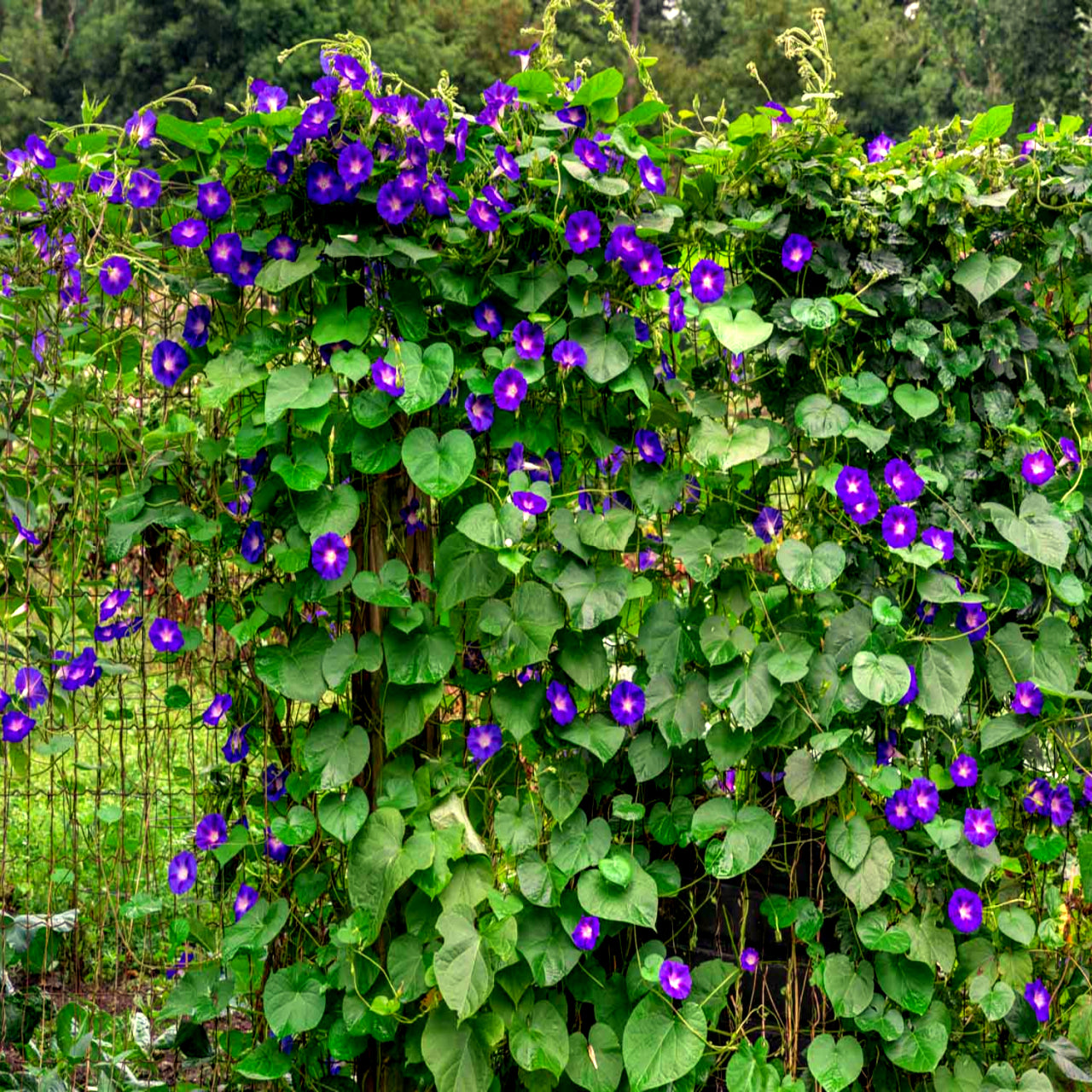Vine with purple morning glory flowers and green leaves. ‘Grandpa Ott’ (Ipomoea purpurea)