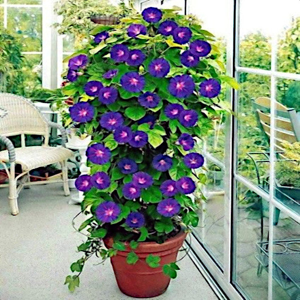Potted Morning glory plant with purple flowers in a room with a large window