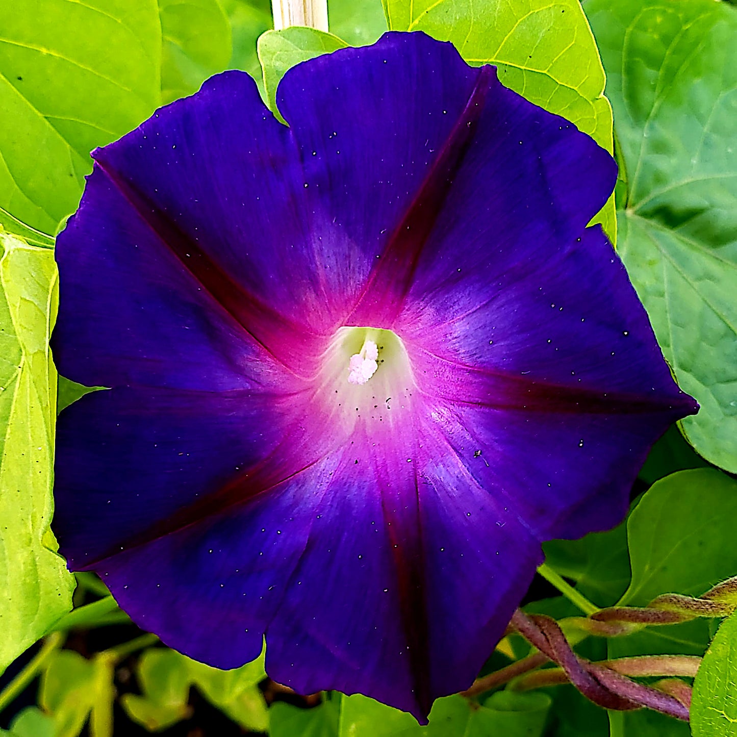 Close-up of a purple Morning glory flower with green leaves in the background. ‘Grandpa Ott’ (Ipomoea purpurea)
