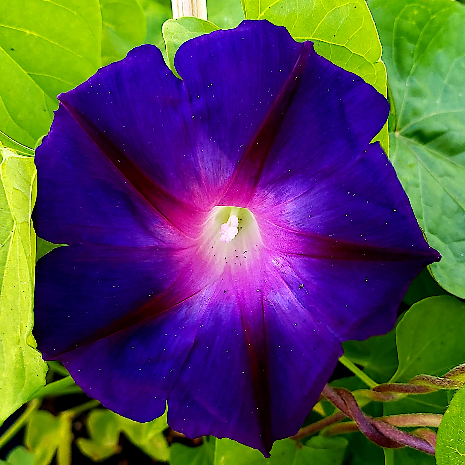 Close-up of a purple Morning glory flower with green leaves in the background. ‘Grandpa Ott’ (Ipomoea purpurea)