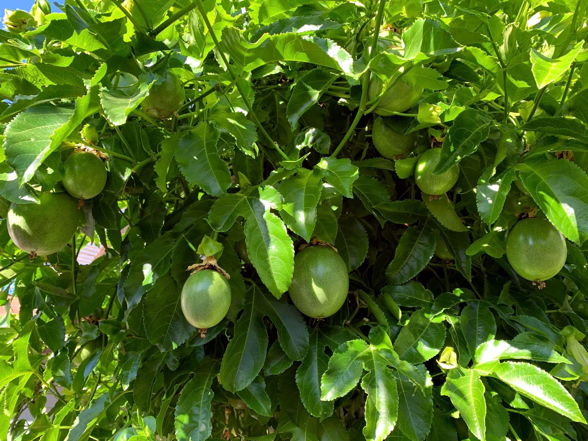 Purple passionfruit vine with hanging green fruits. Passiflora edulis