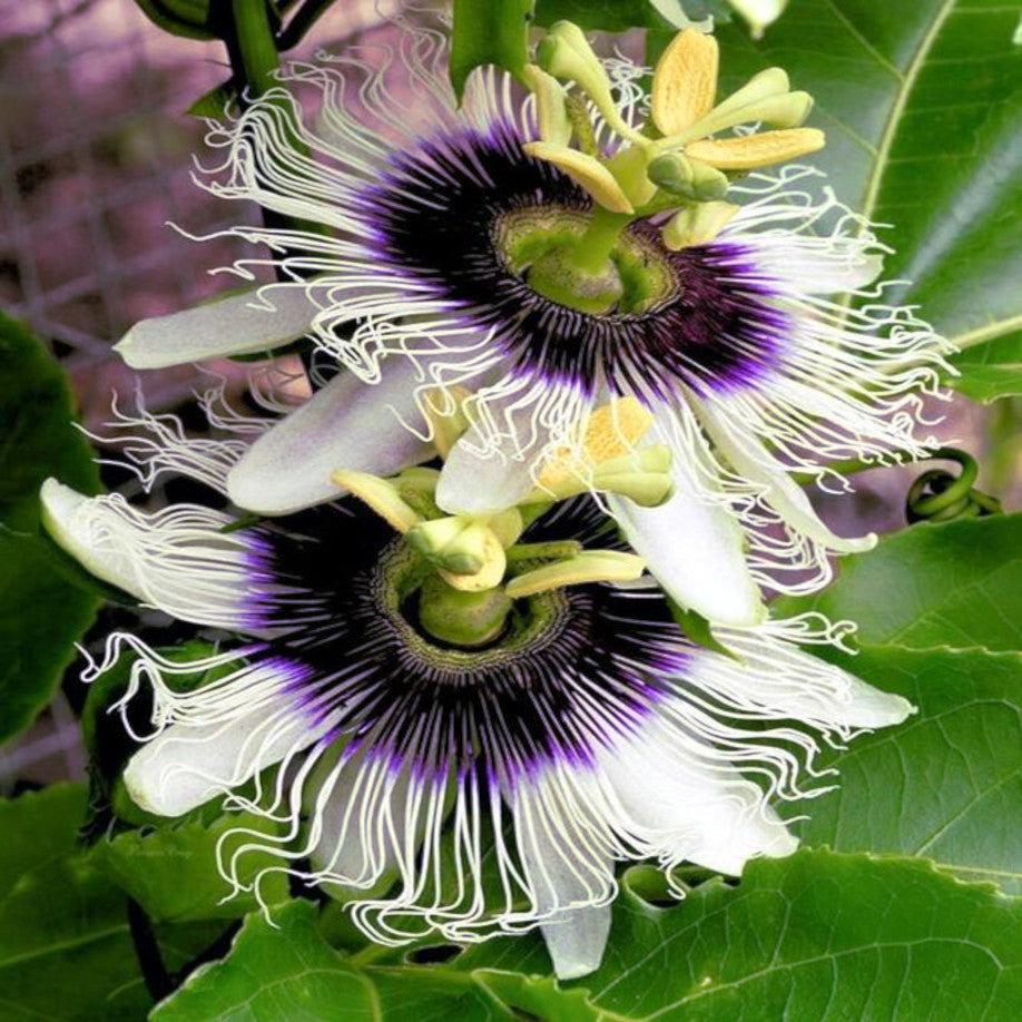 Two purple passion flowers with green leaves in background. Purple passionfruit. Passiflora edulis