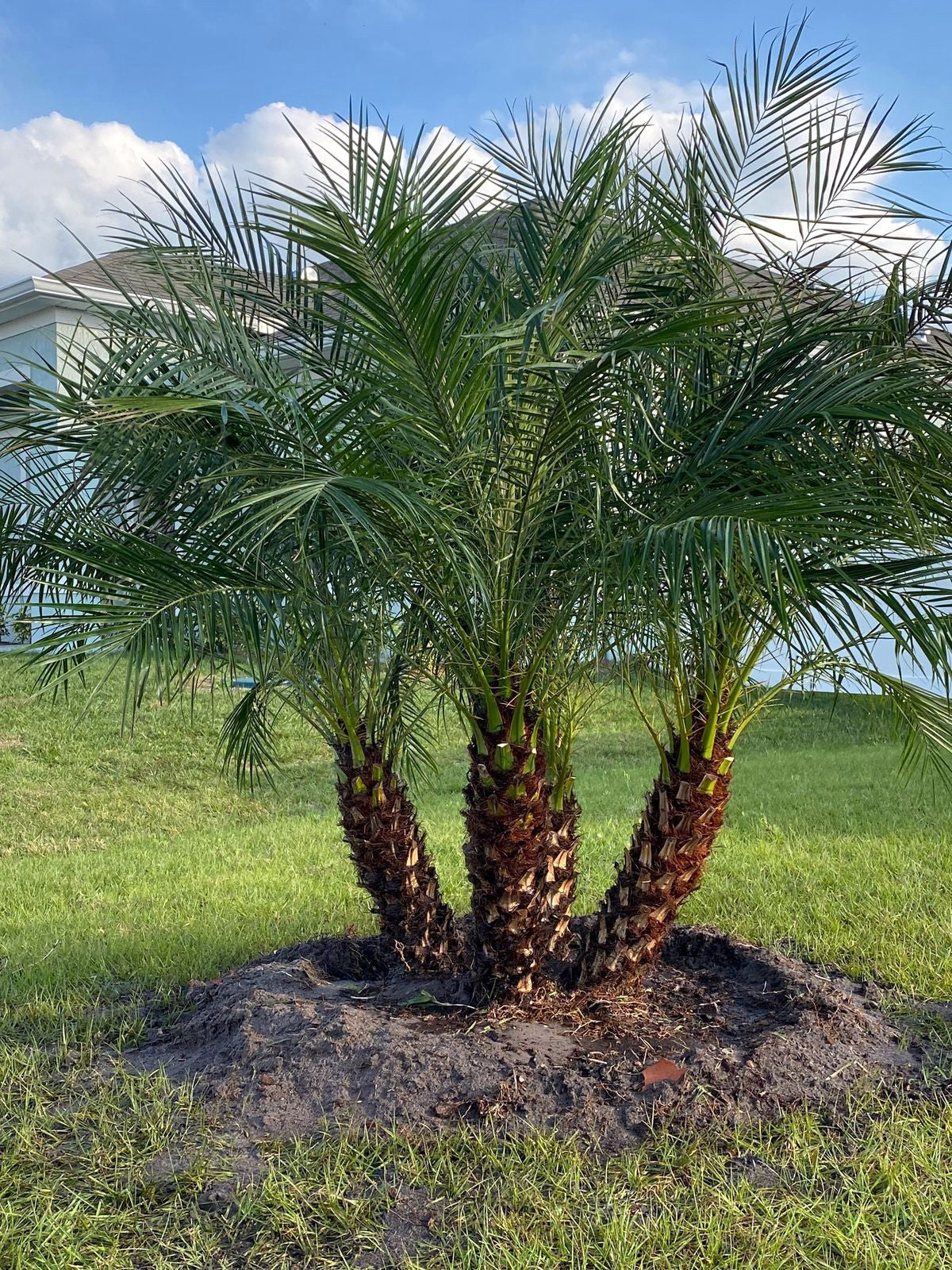 Dwarf Pygmy Date Palm Seeds – Phoenix roebelenii, Indoor Houseplant