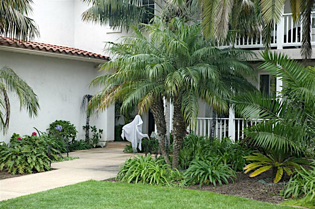 Dwarf Pygmy Date Palm trees and garden plants in front of a white building with a red-tiled roof. (Phoenix roebelenii)