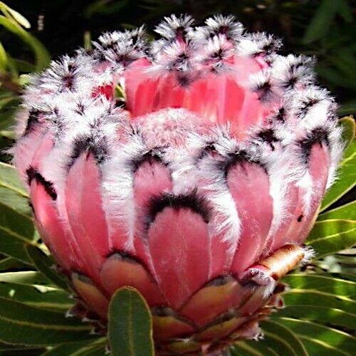 Close-up of a pink queen protea flower with white fuzzy tips on green leaves.