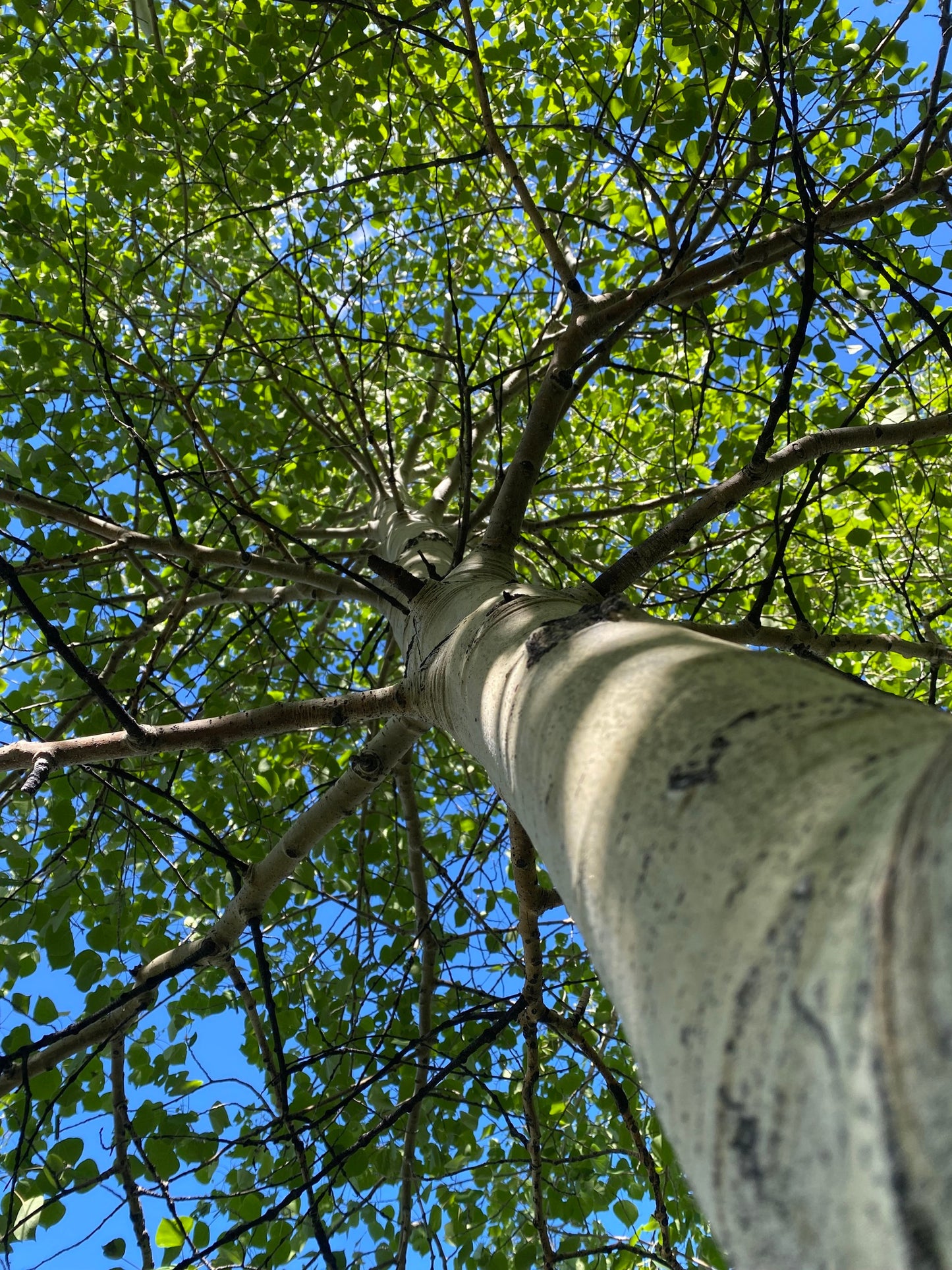 Quaking Aspen tree trunk with branches reaching towards a blue sky. (Populus tremuloides)