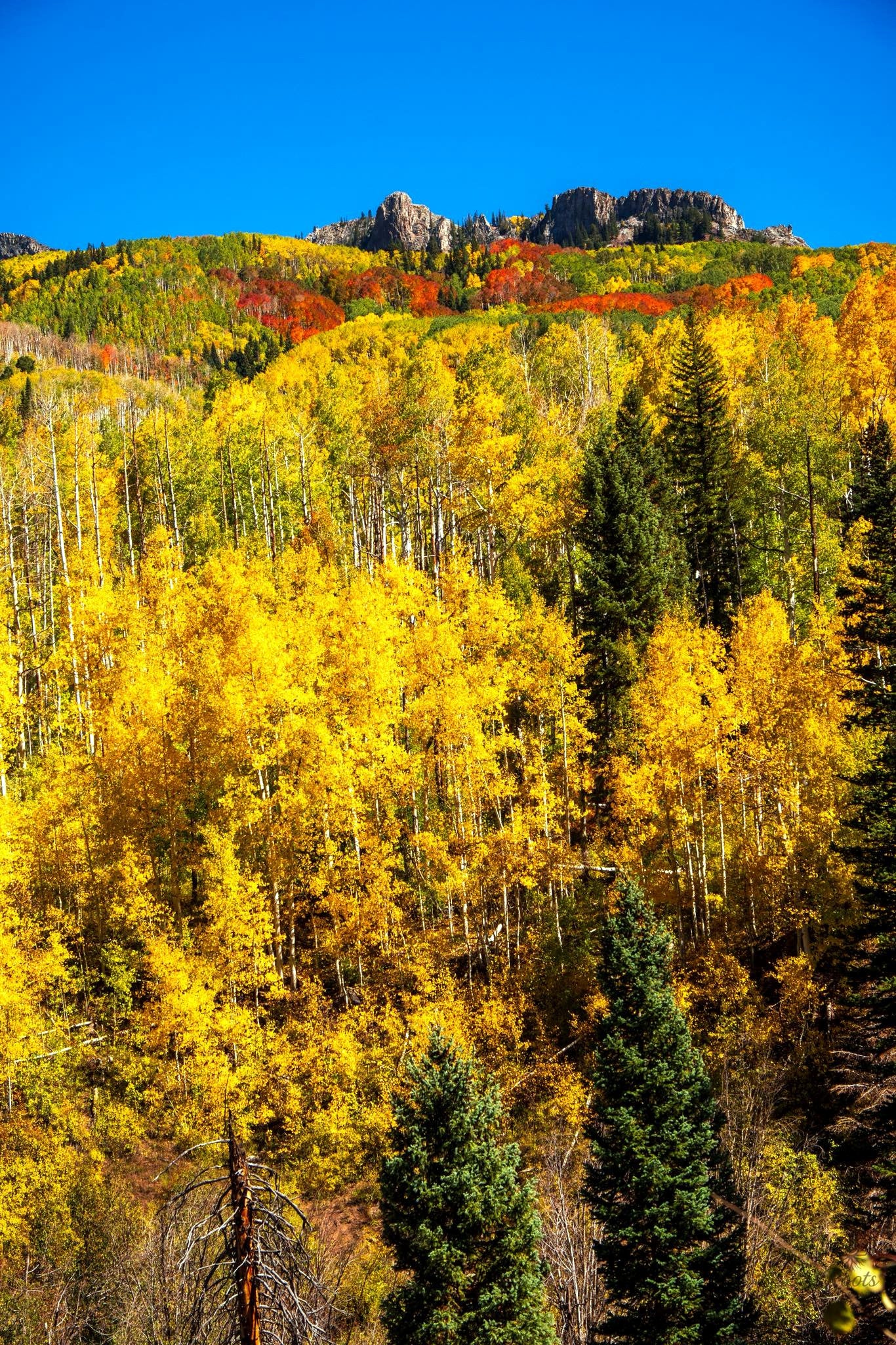 Autumn foliage with yellow quaking aspen trees and evergreen coniferous trees on a mountain slope.