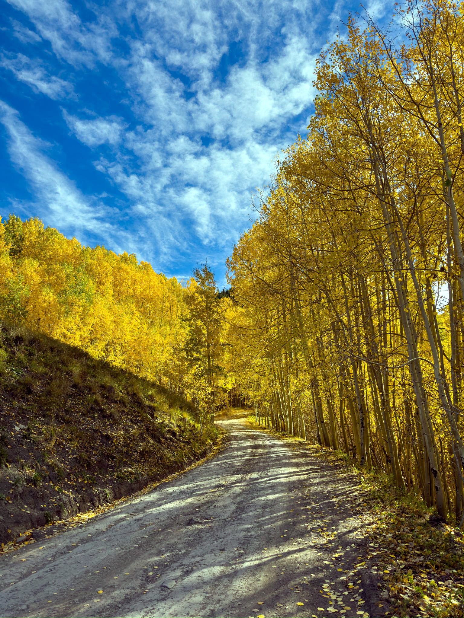 Road flanked by Quaking Aspen trees with yellow foliage under a blue sky with clouds. (Populus tremuloides)