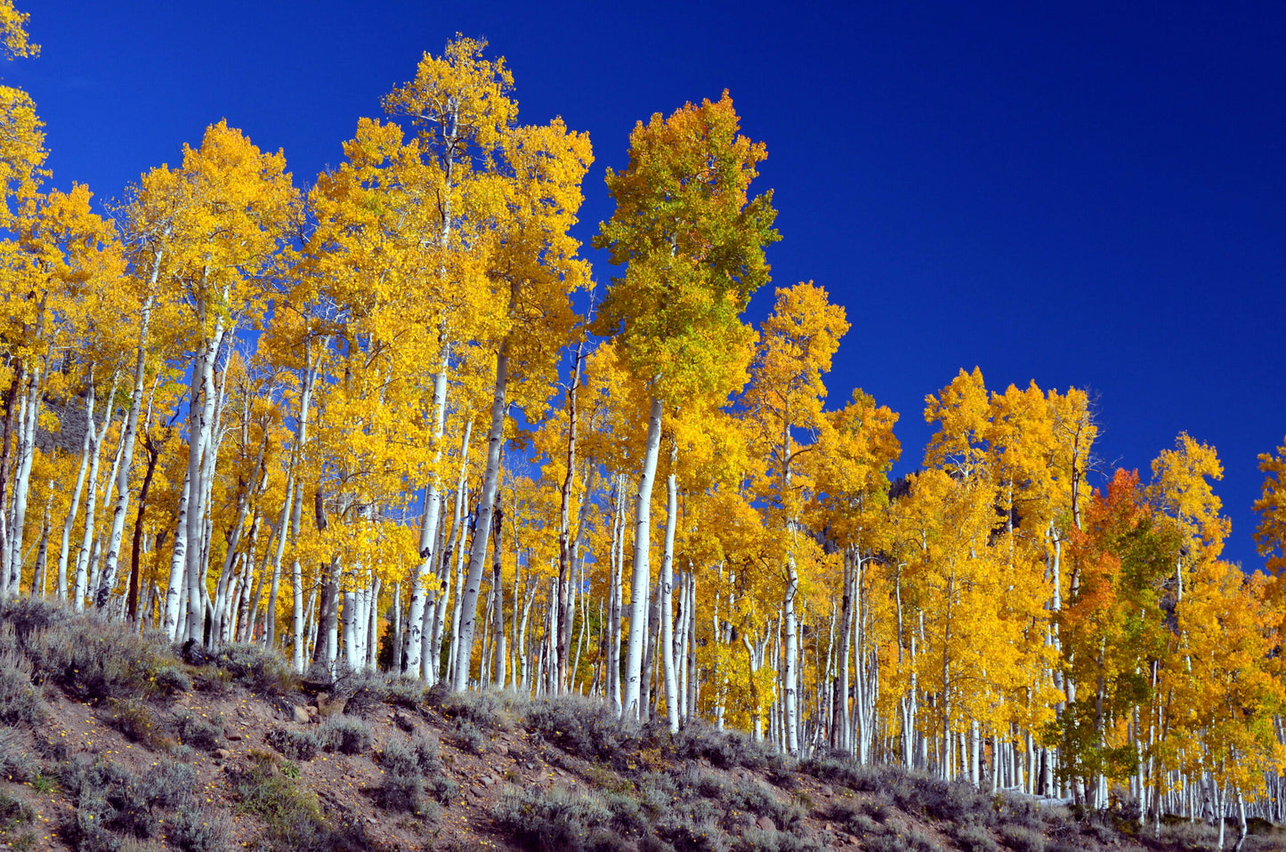 Autumn Quaking aspen trees with yellow leaves against a clear blue sky.