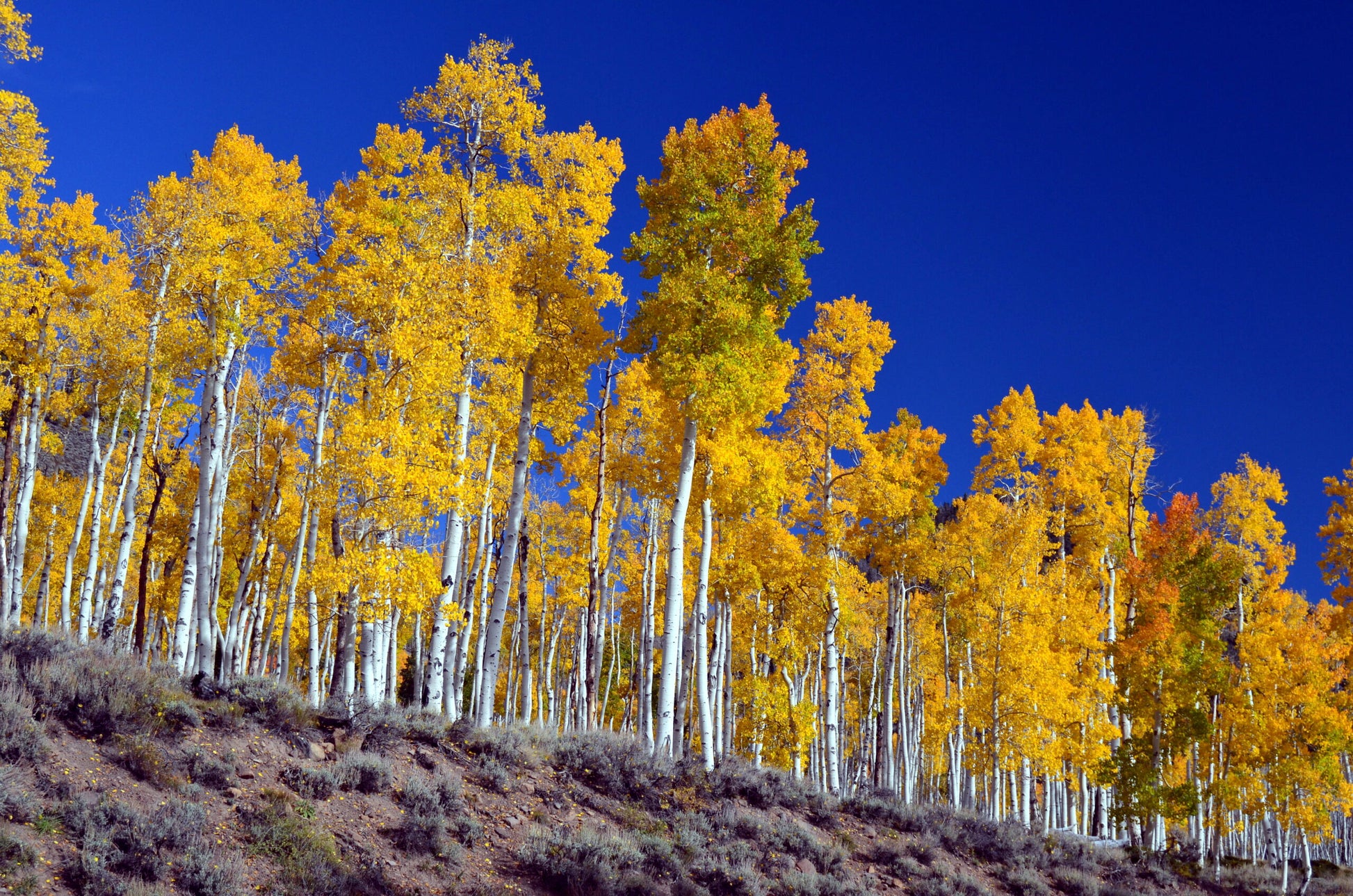 Autumn Quaking aspen trees with yellow leaves against a clear blue sky.
