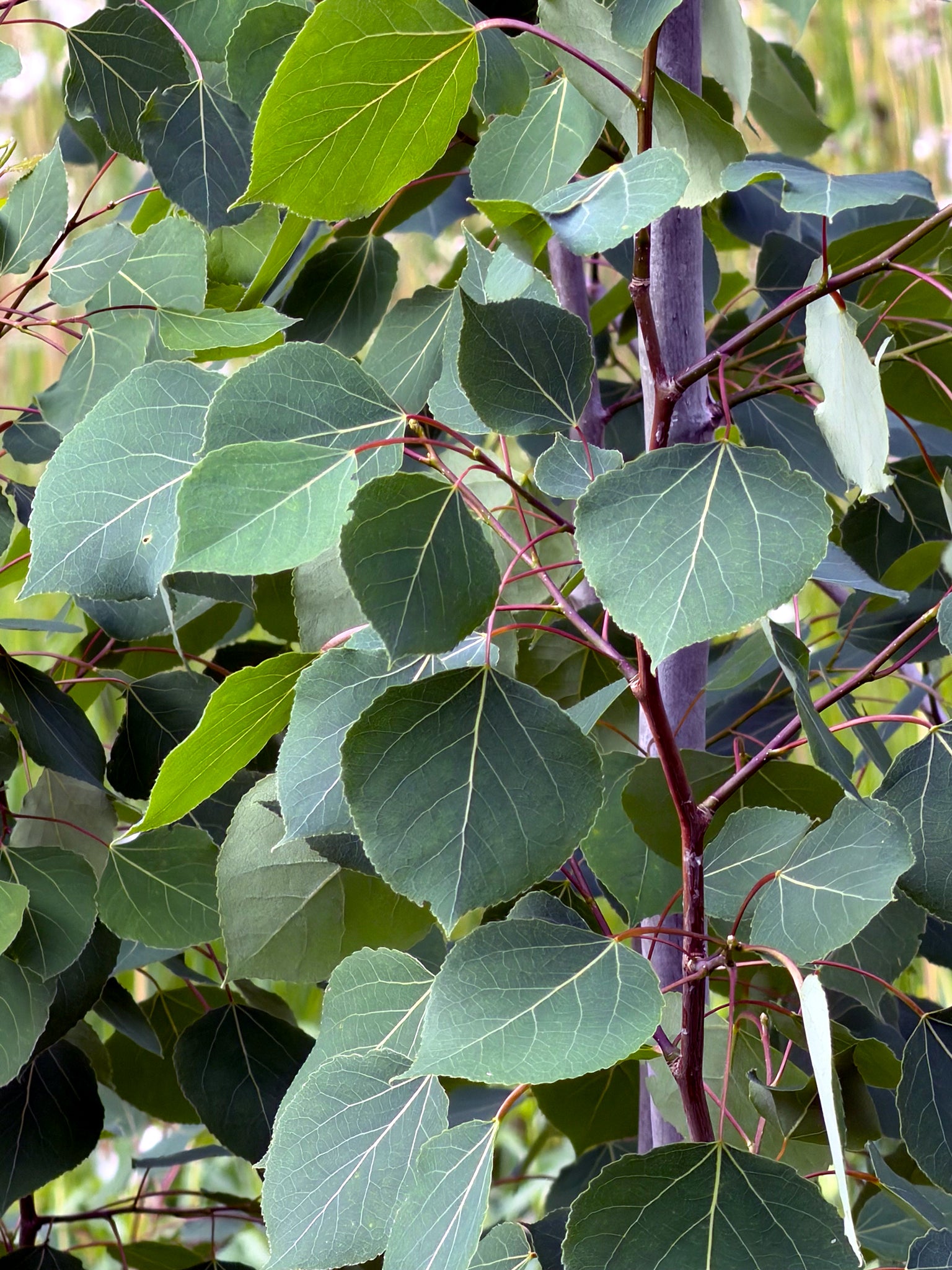 Close-up of green Quaking Aspen tree leaves on a tree branch. (Populus tremuloides)