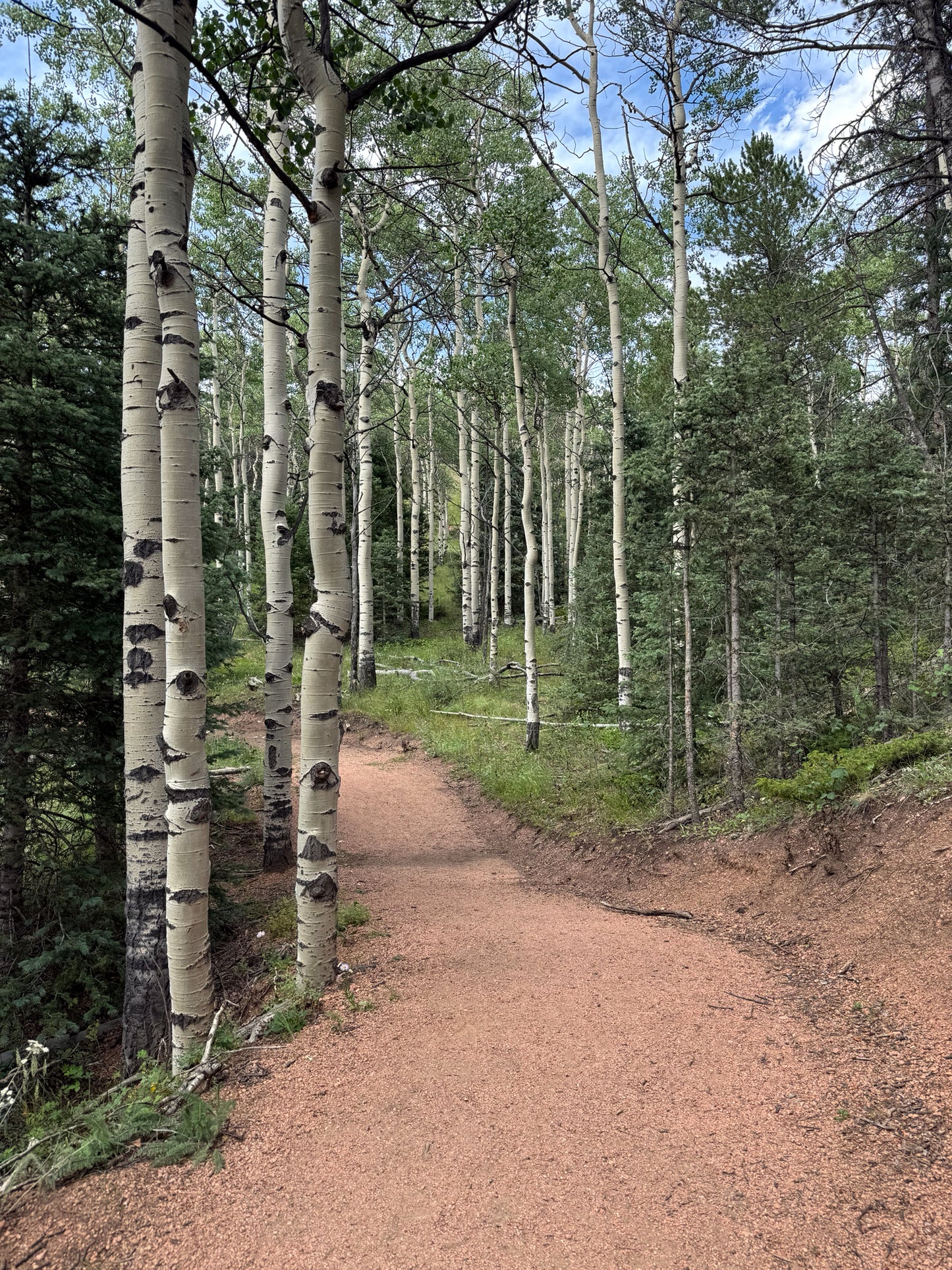 Wooded area with a dirt path leading through Quaking Aspen trees