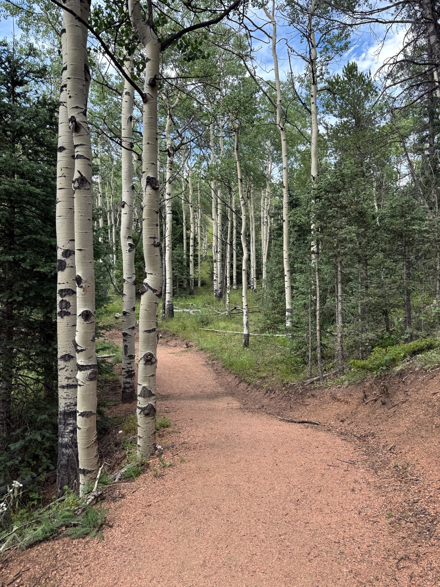Wooded area with a dirt path leading through Quaking Aspen trees
