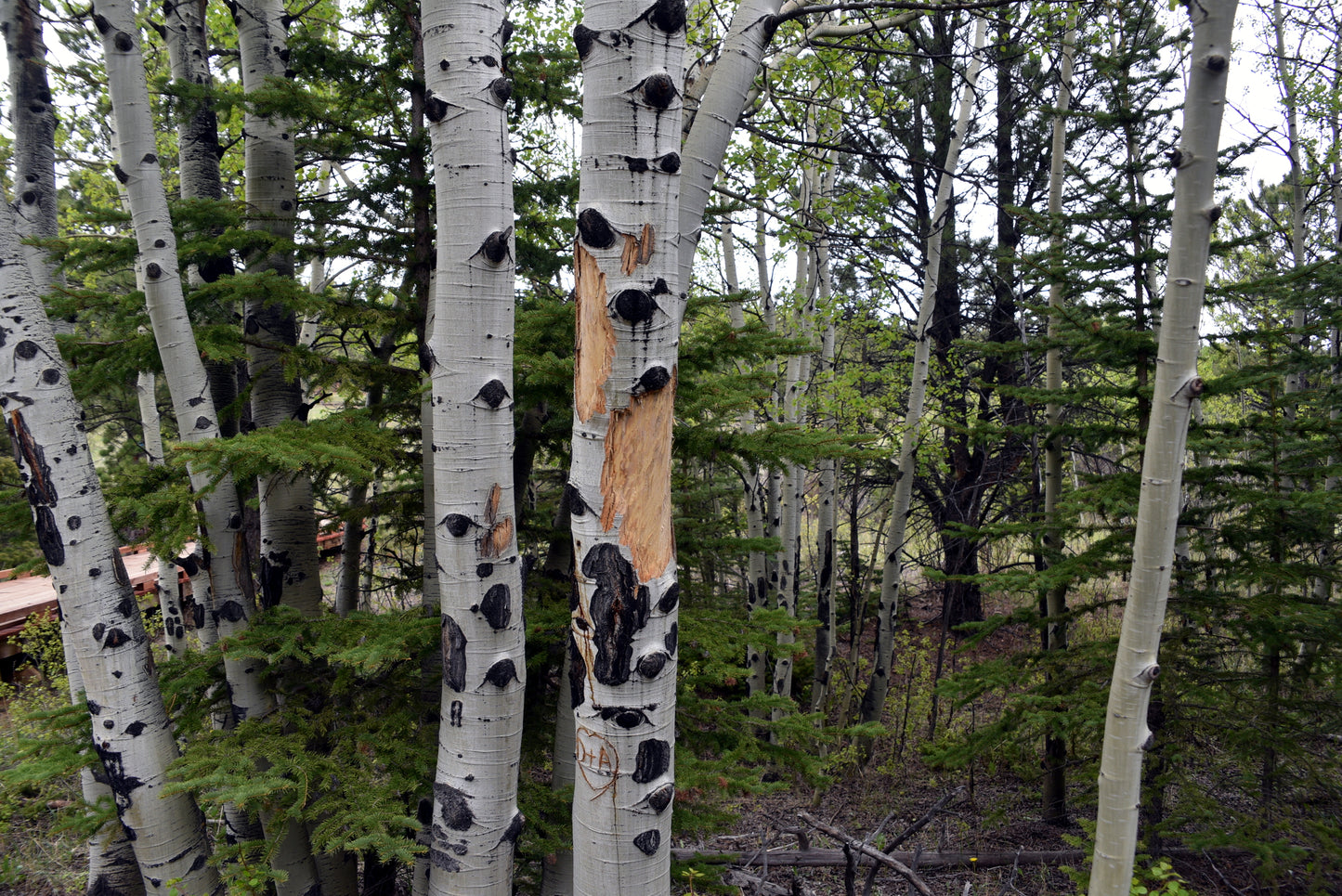 Quaking Aspen trees with black spots in a forest. (Populus tremuloides)