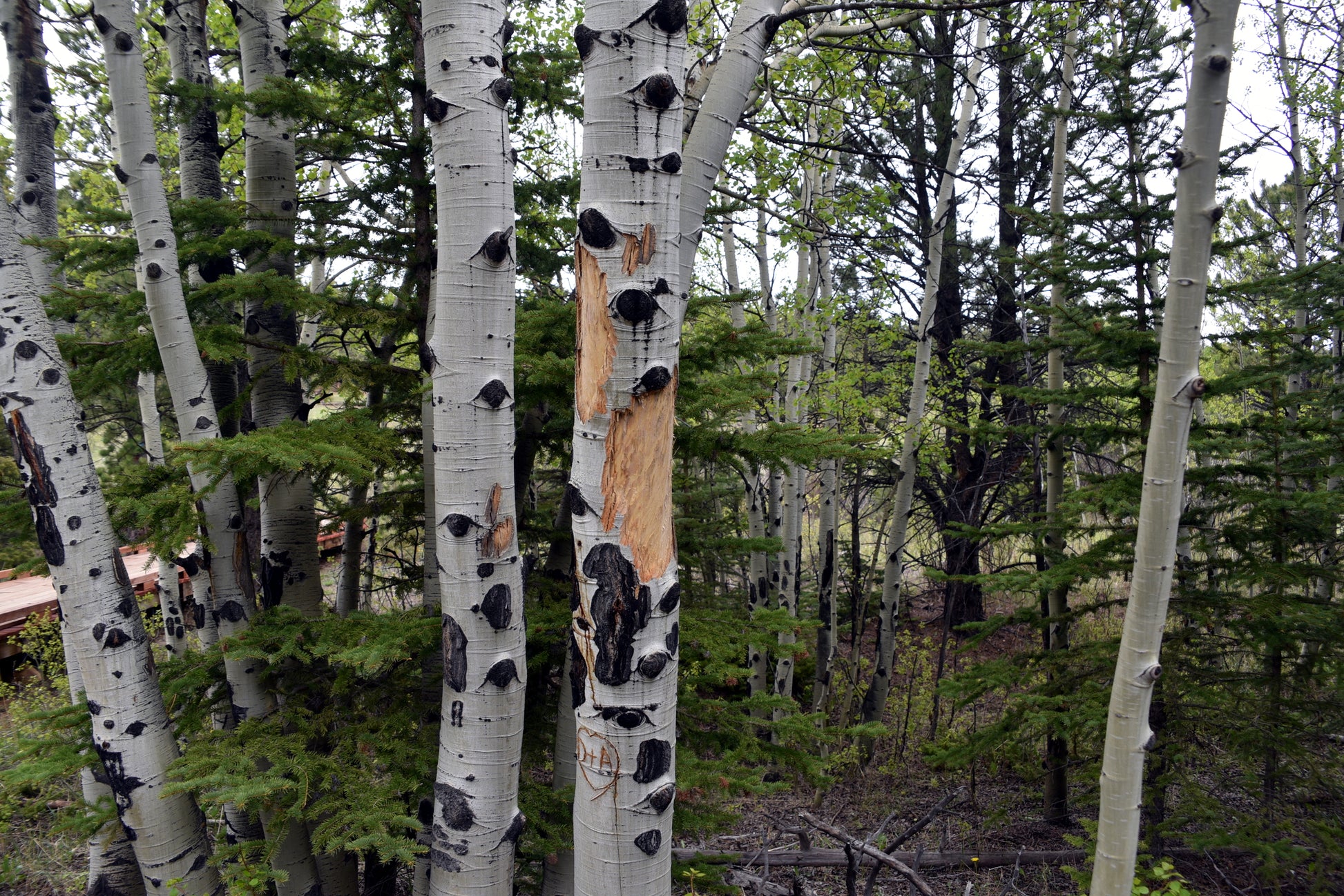 Quaking Aspen trees with black spots in a forest. (Populus tremuloides)