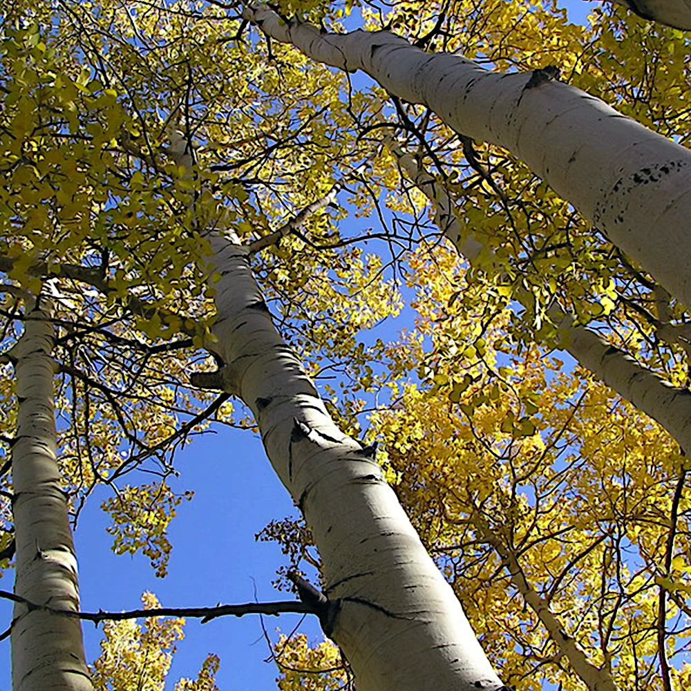 Quaking Aspen trees with white bark and yellow leaves against a blue sky.