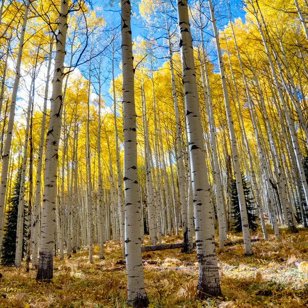 Quaking Aspen trees with yellow leaves in a forest. (Populus tremuloides)