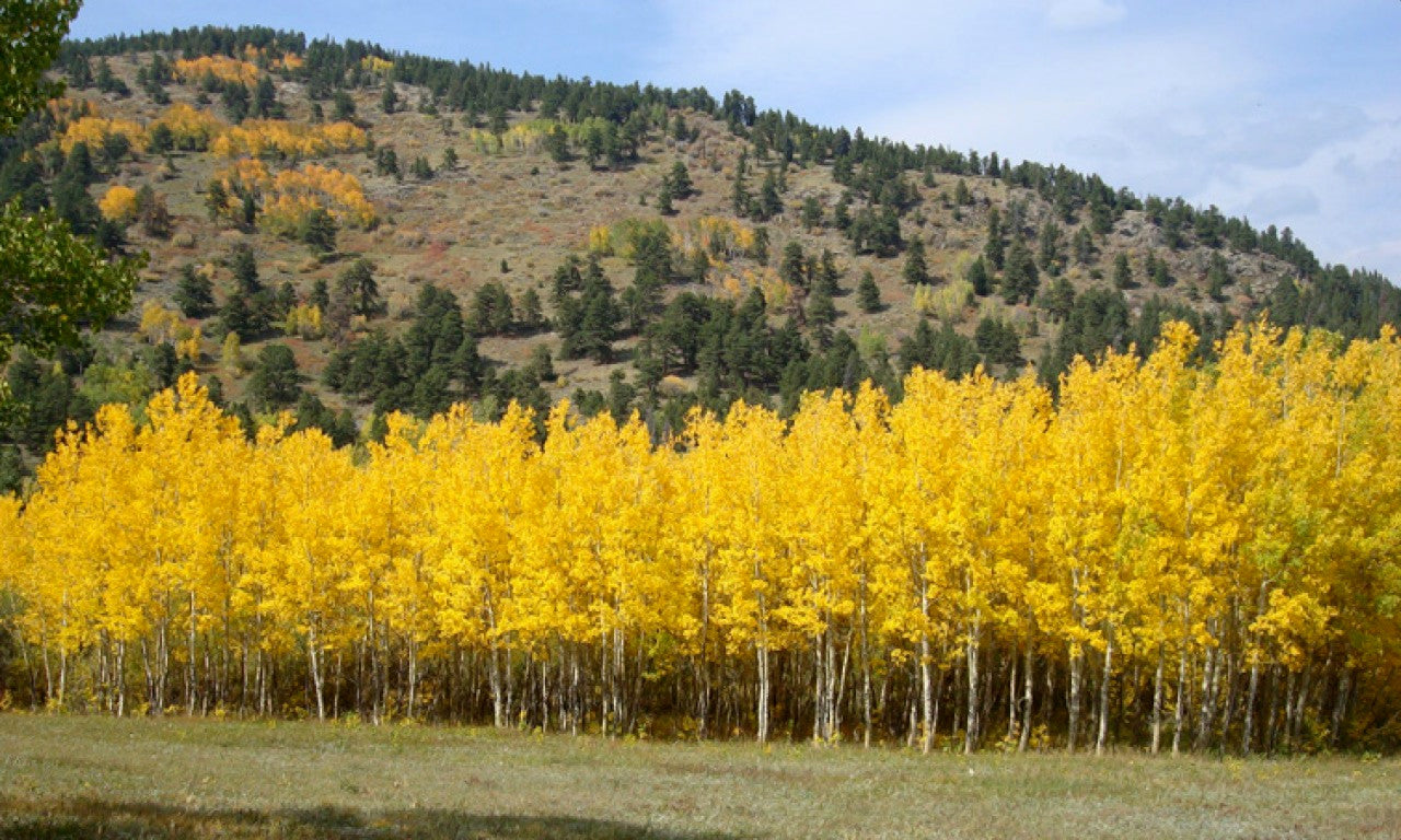 Row of yellow Quaking Aspen trees in a field with a mountainous background