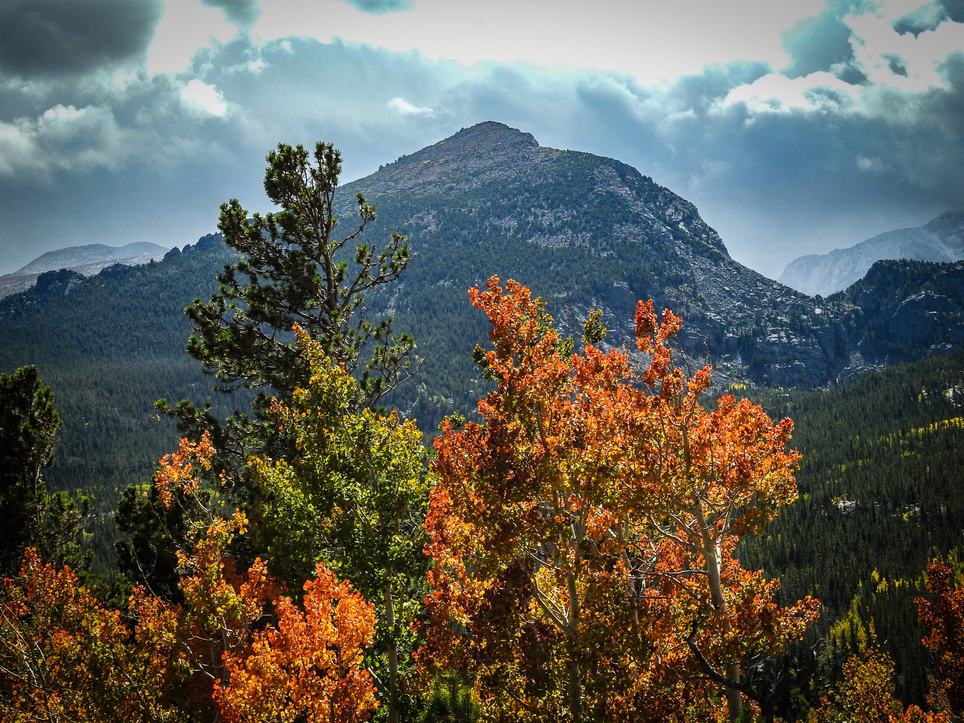 Autumn Quaking Aspen trees with a mountain in the background. (Populus tremuloides)