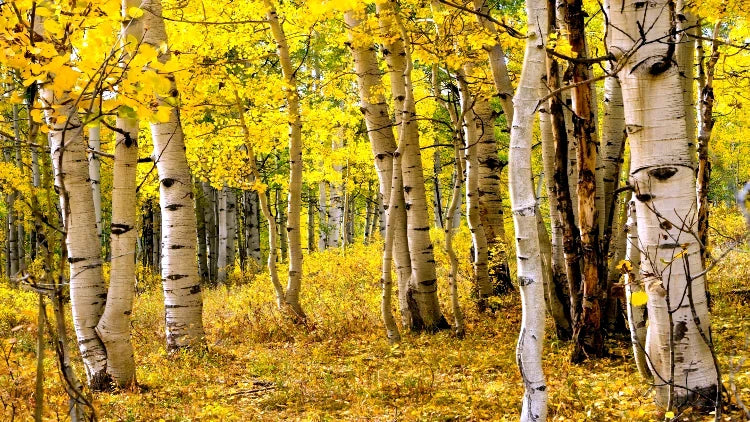 Quaking Aspen trees with white bark in a forest during autumn. (Populus tremuloides)