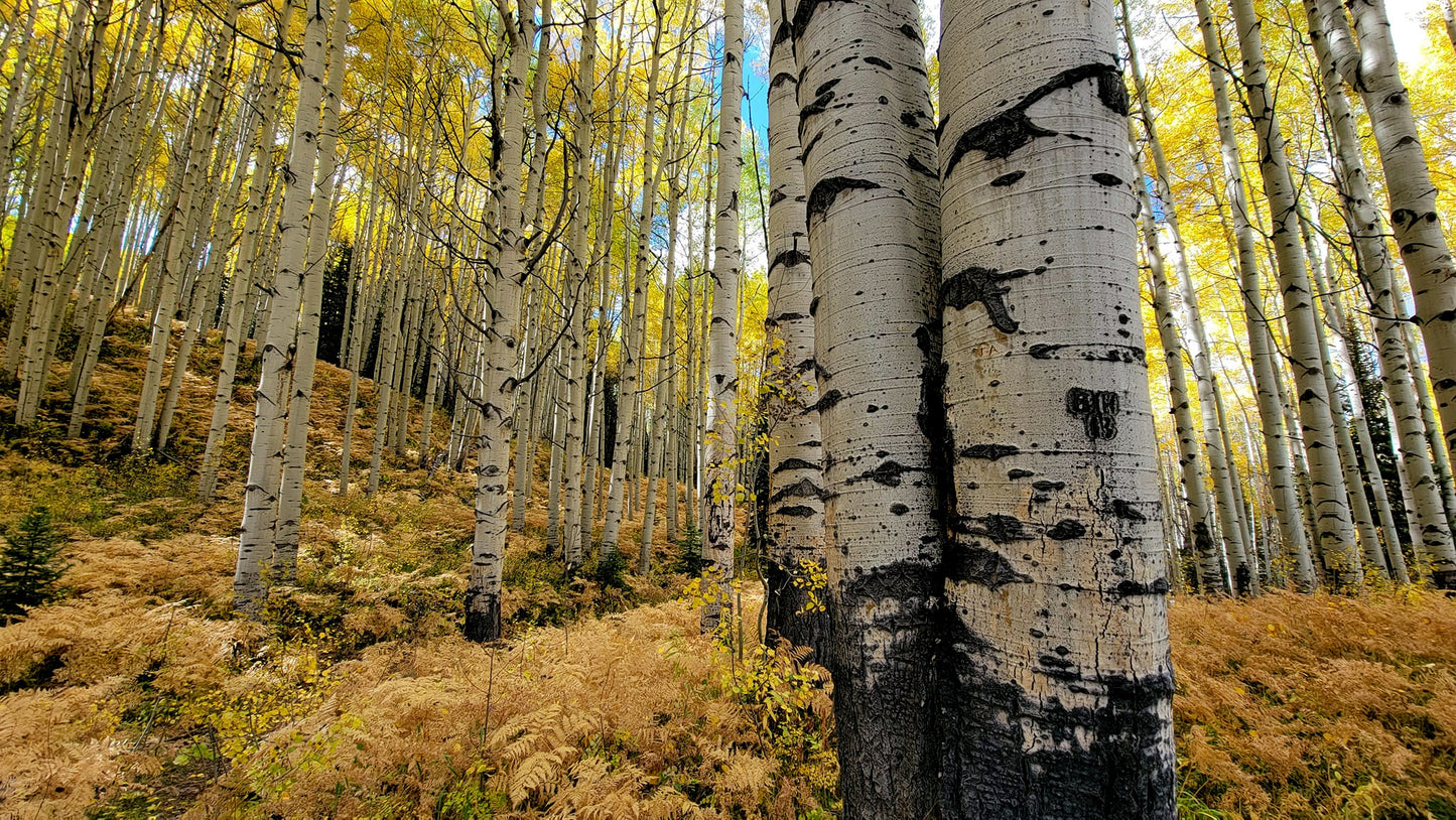 Quaking Aspen trees with white bark and black markings in a forest setting.
