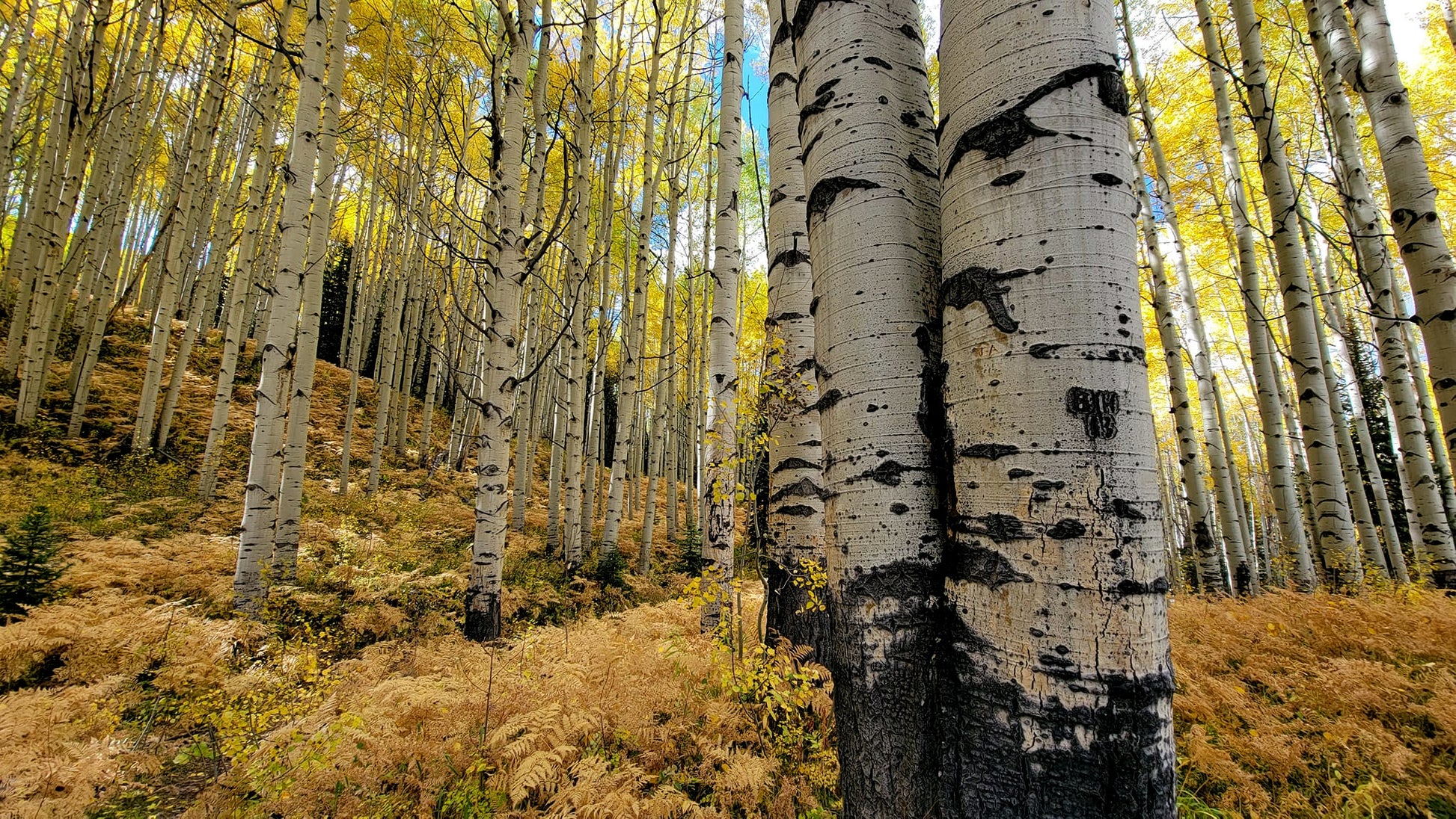 Quaking Aspen trees with white bark and black markings in a forest setting.