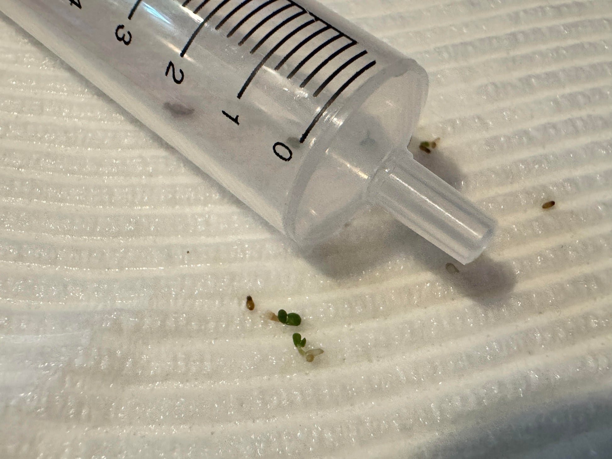 Tiny Quaking Aspen tree seeds starting to sprout on beside of clear plastic syringe with measurement markings on a textured white background